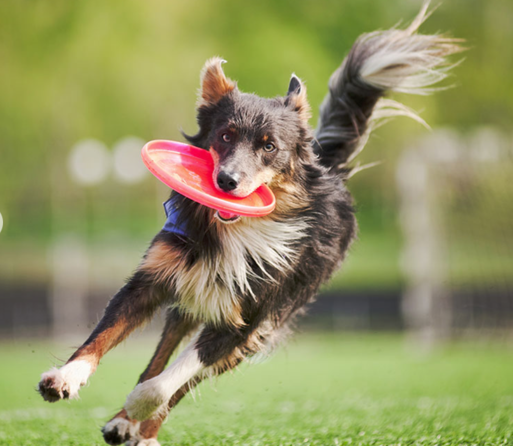 educateur-canin-dressage-vente-aliments-et-accessoires-mayenne-matthias-educ-53